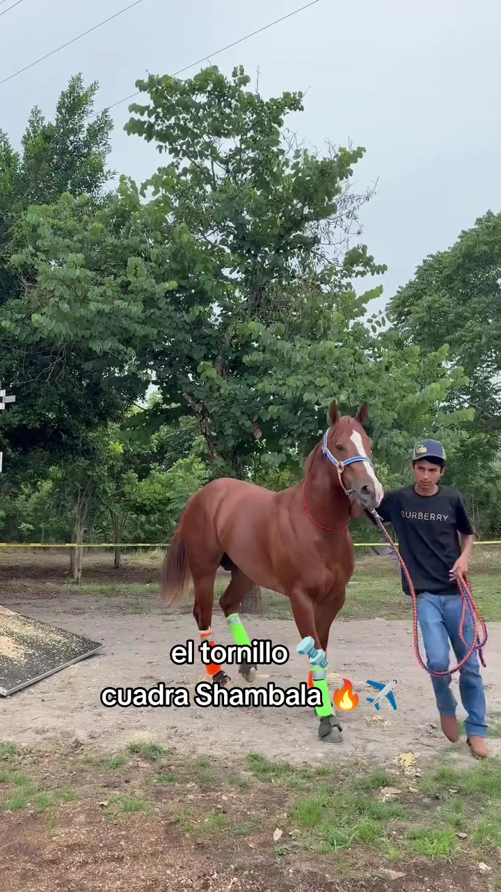 @carriles altos de jalisco🐎