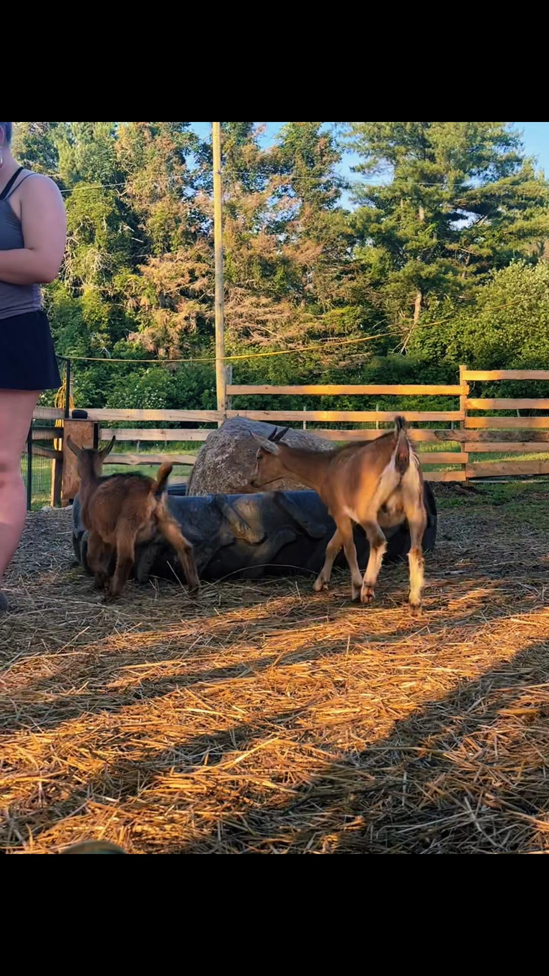@Angus Family Acres