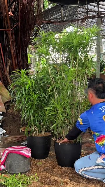 @BM-JOV GARDEN CENTER