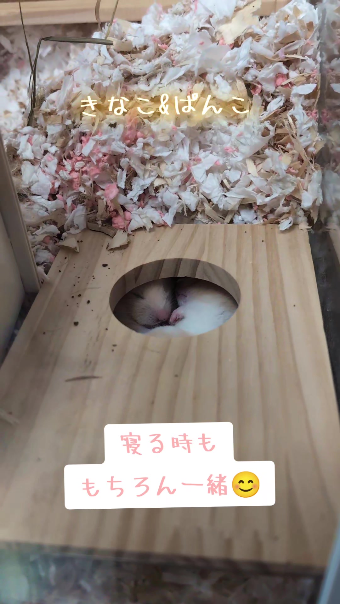 @鼻声🐹主婦