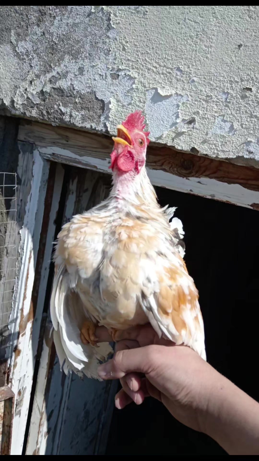 @MAŞTAĞA_QUŞCULUĞ