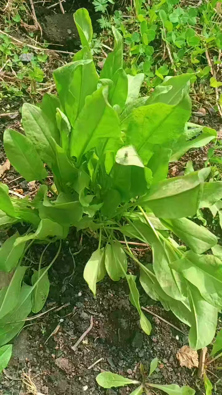 @Крутая Сельчанка