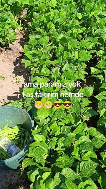 @🦂 GÜNEŞ 🦂