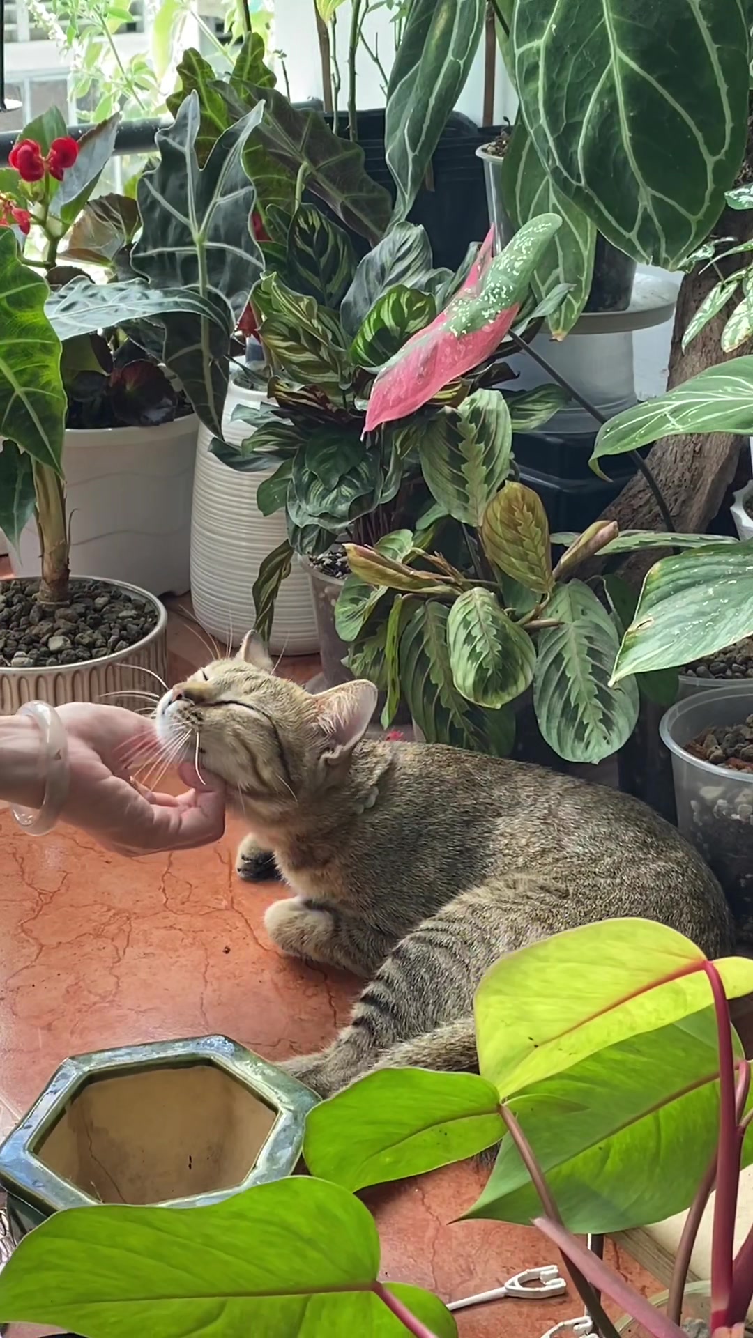 @Cây nhiều lá 🌿
