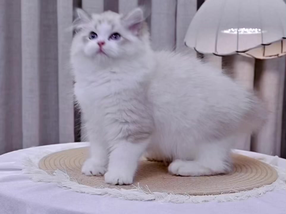 @fuyncats