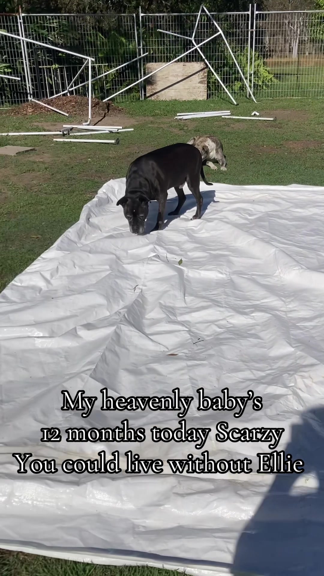 @Judd (just us deserving dogs)