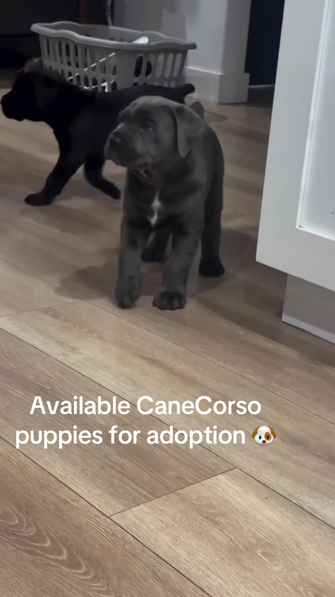 @CaneCorso