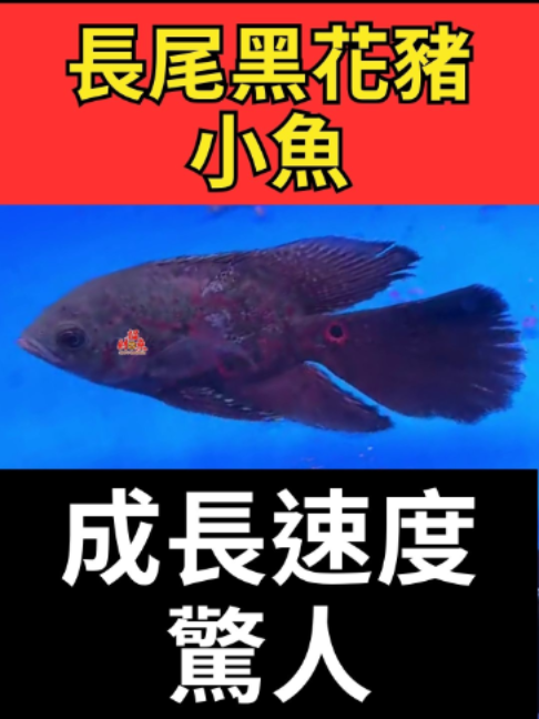 @招財魚水族館
