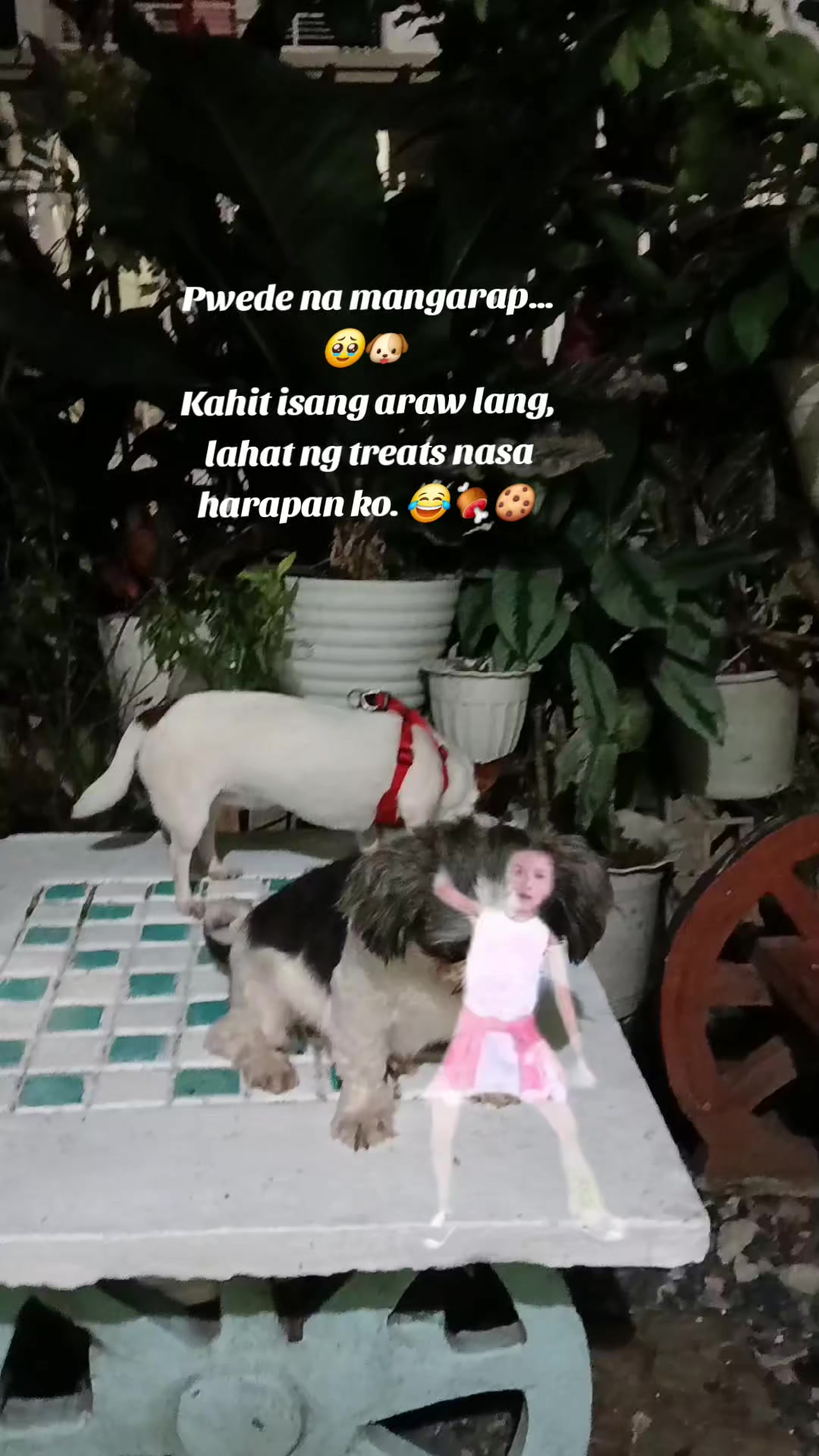 @renantepet