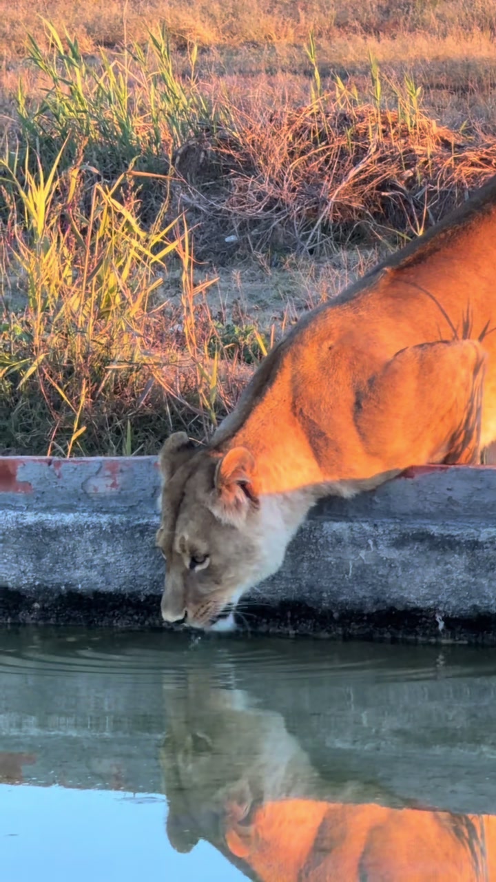 @Felidae Centre