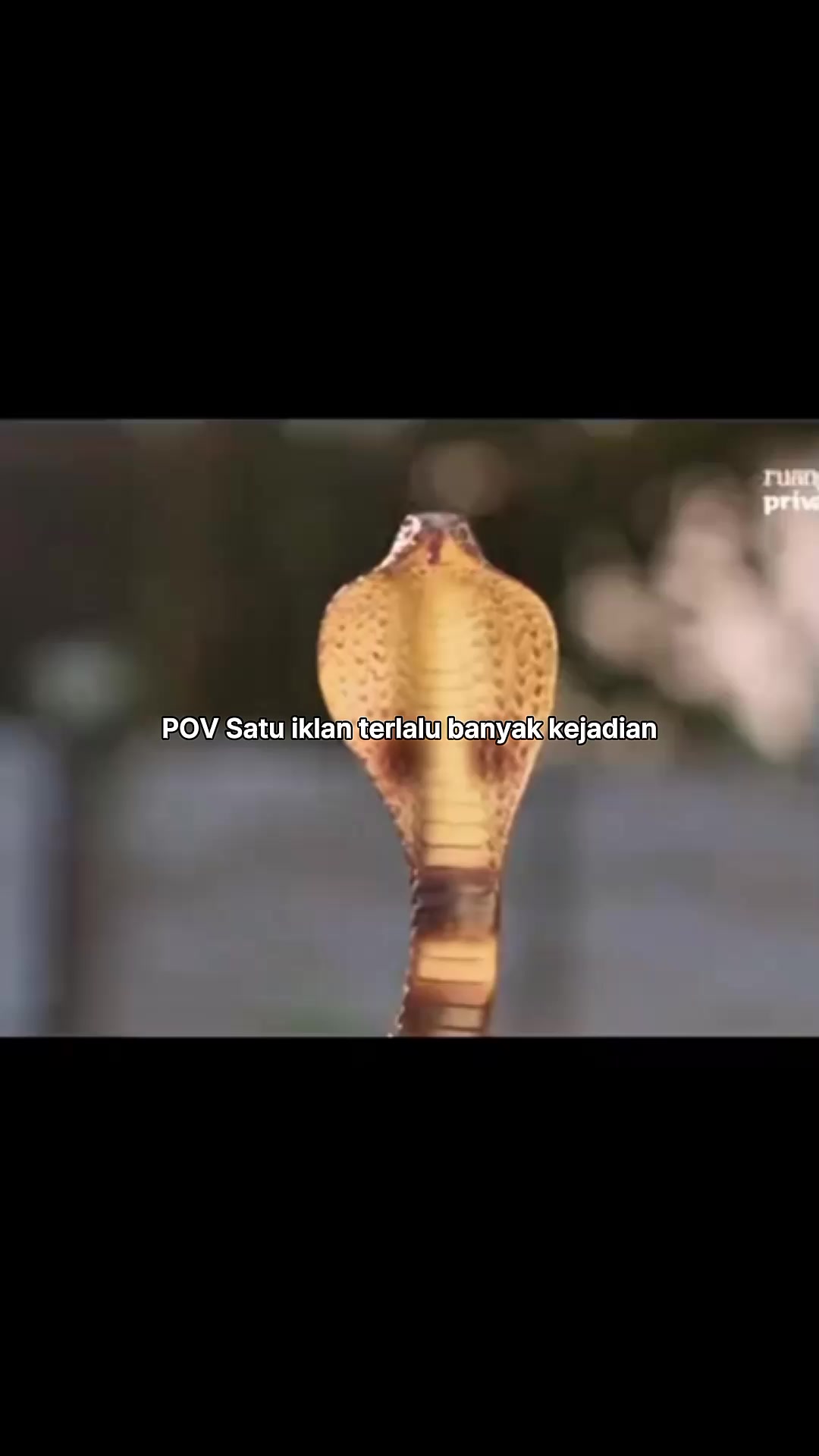 @berchanda