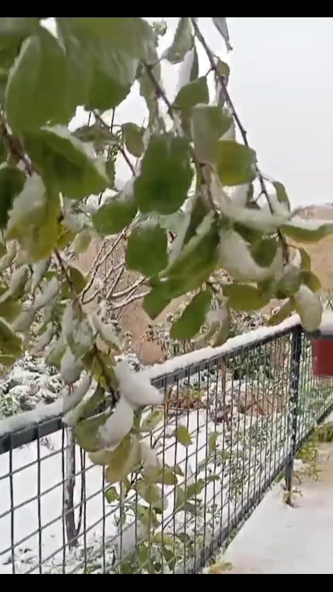 @همس المشاعر