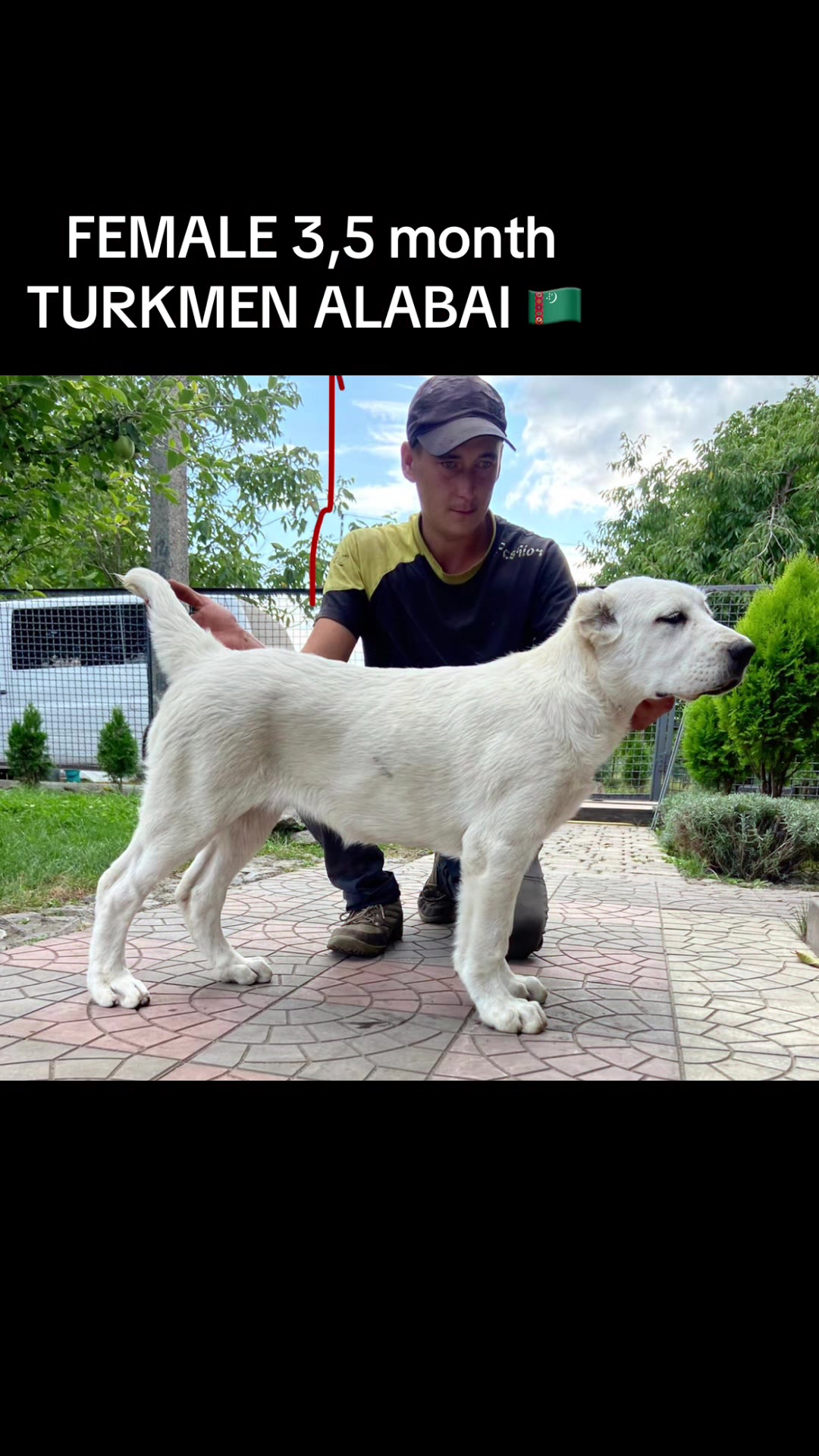 @TURKMEN ALABAI kennel FCI 🌏