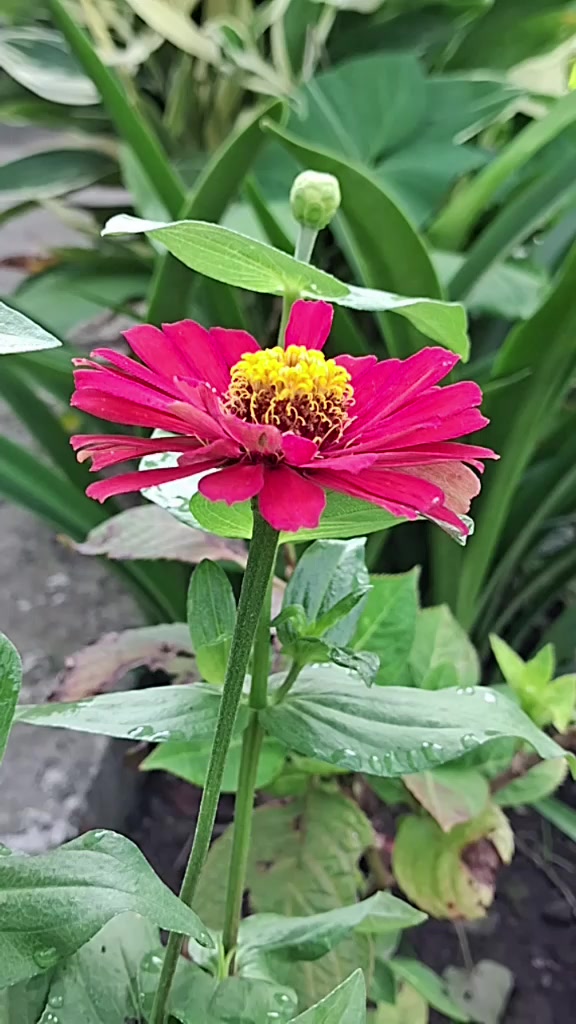@गंगा कोईराला