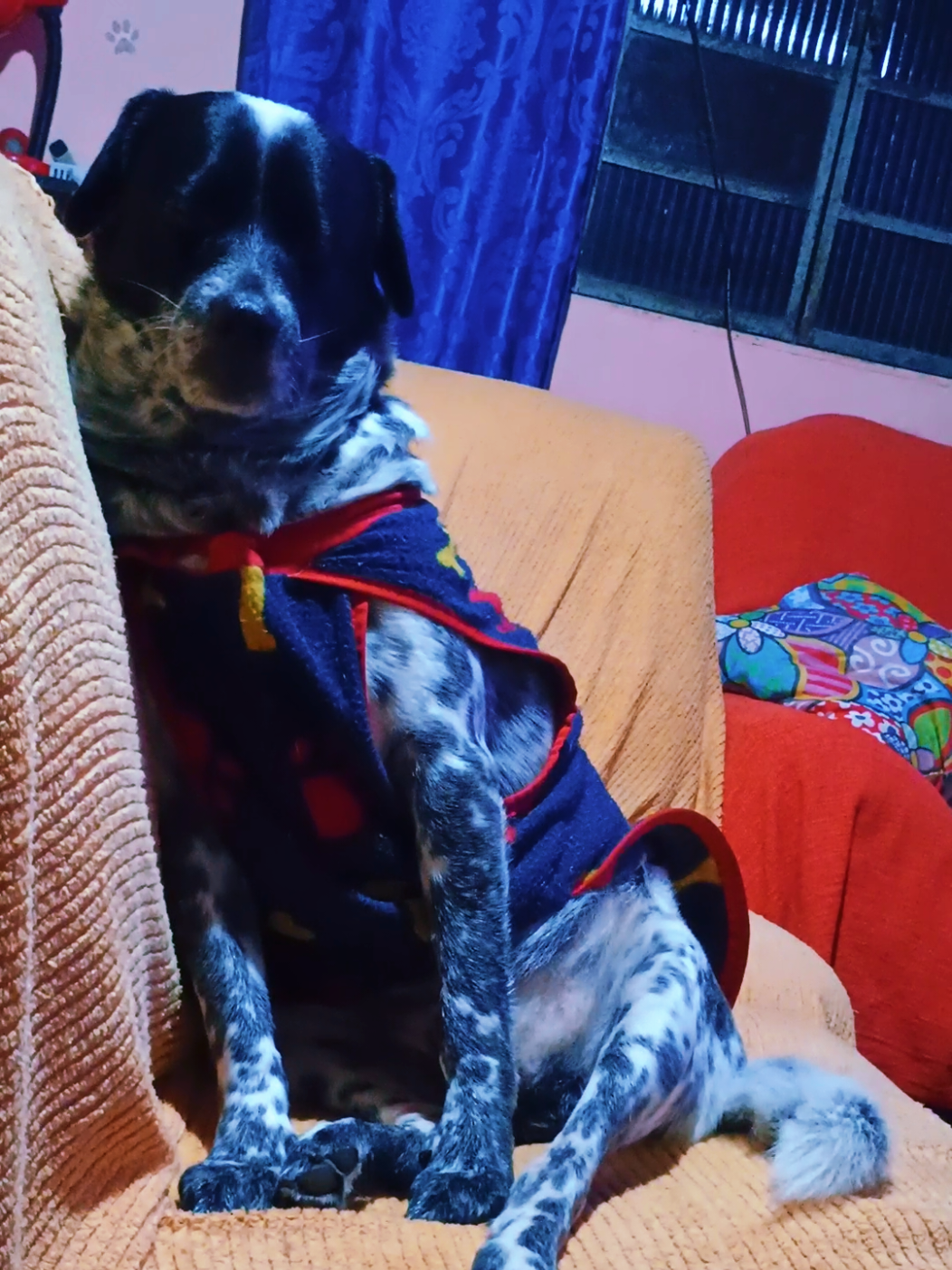 @Amordequatropatas