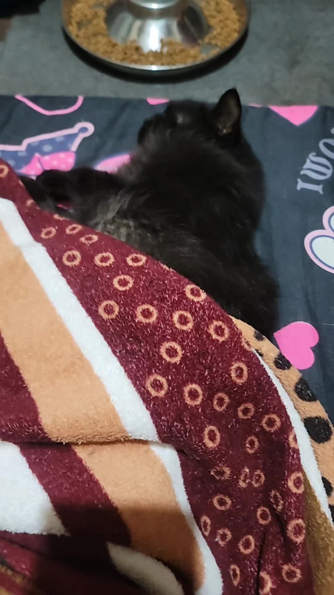 @CrazyCatMe