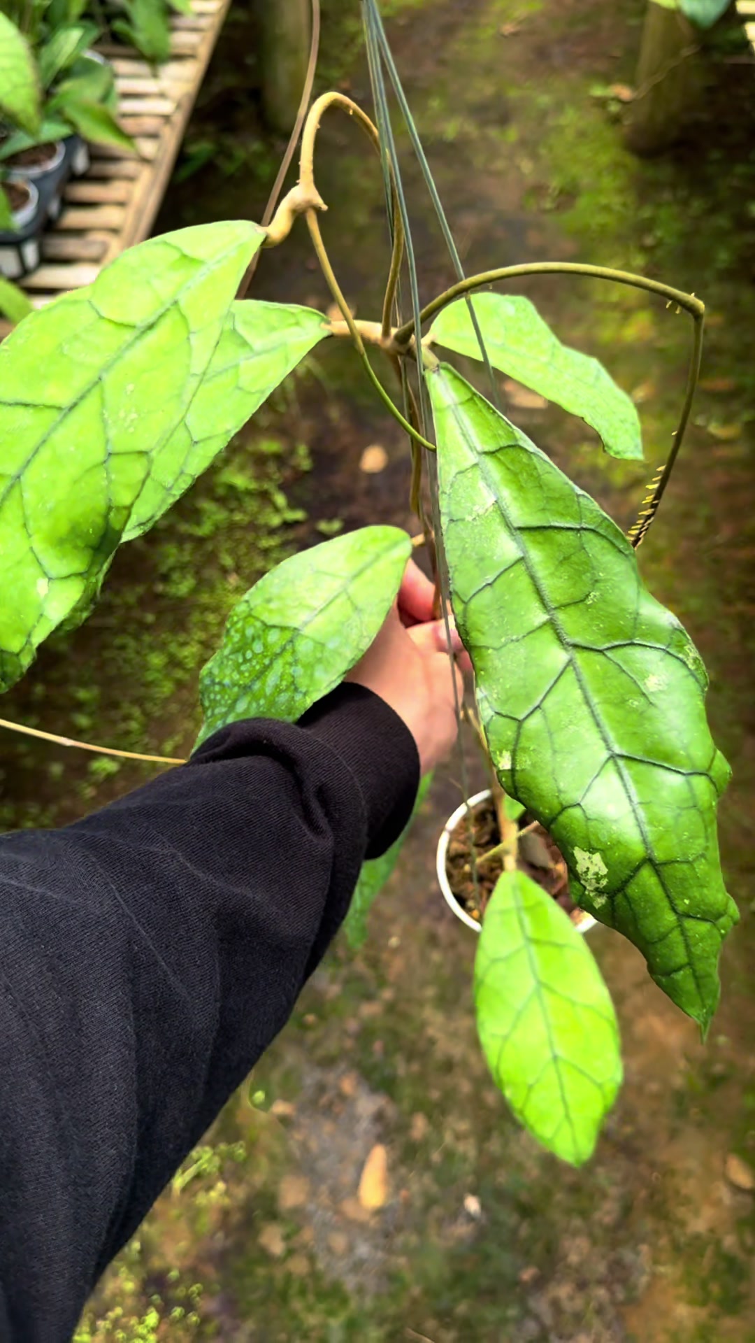 @Kamle Plants