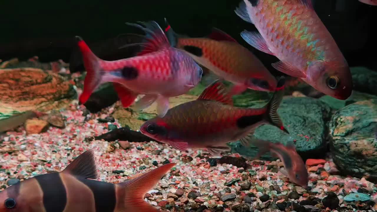 @Long chơi  hồng mi b&oacute;ng đ&ecirc;m 🦈