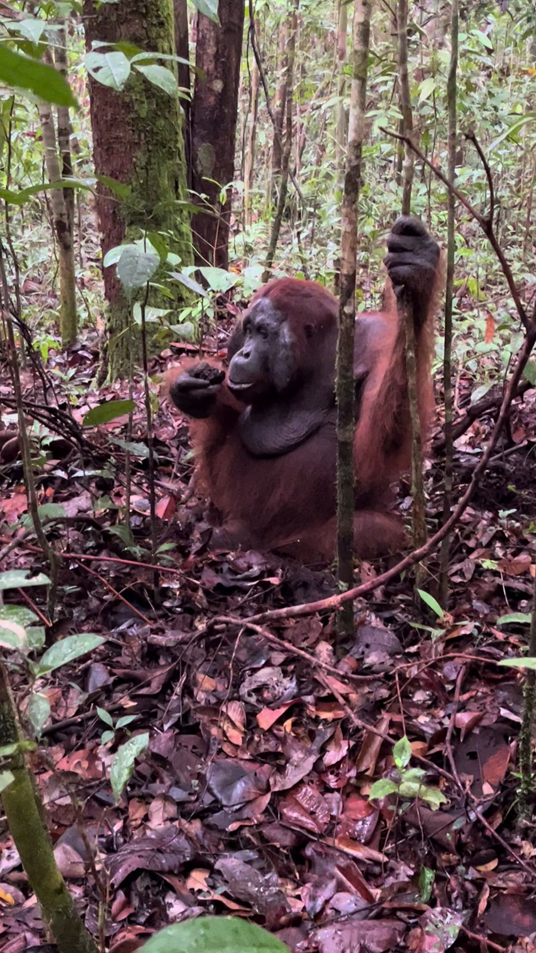 @BORNEORANGUTANSTOUR.