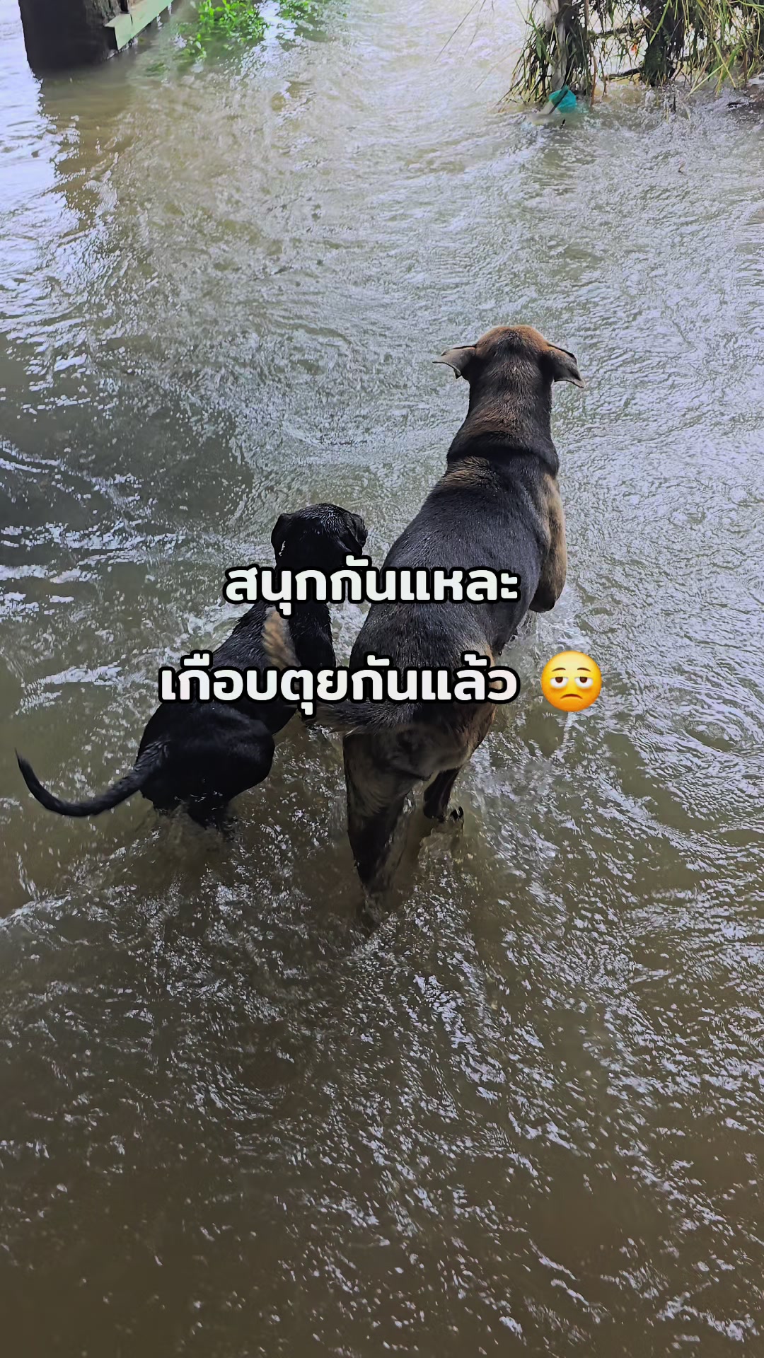 @อาร์ม วุฒิกร
