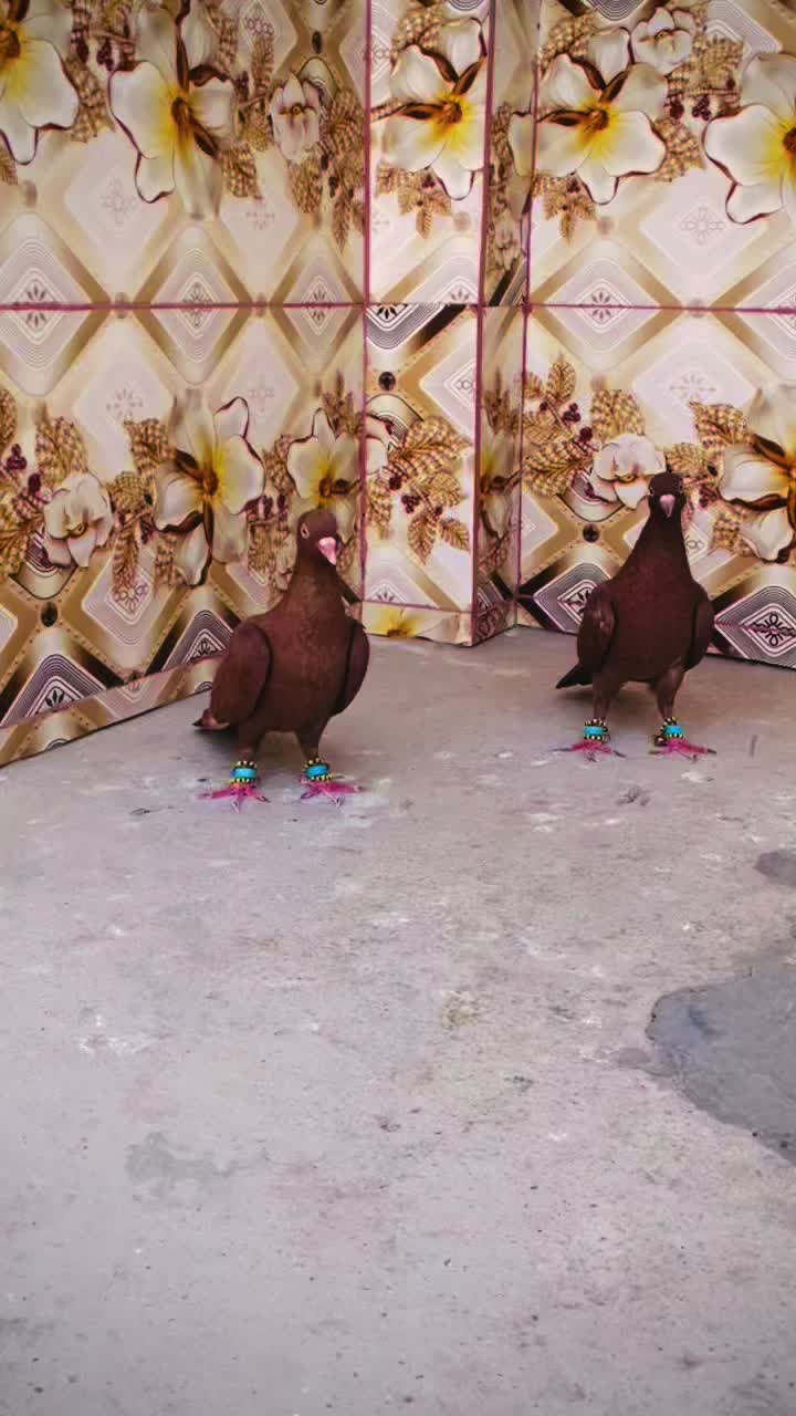 @🤍 وحید بڑیچ 🤍