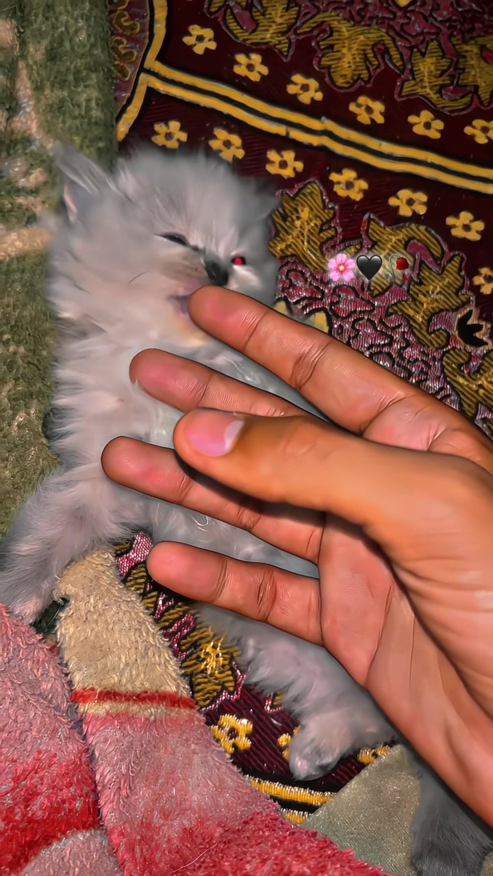 @Rana Faizi 🧸