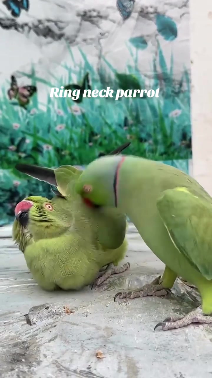 @Ring-necked Parakeets