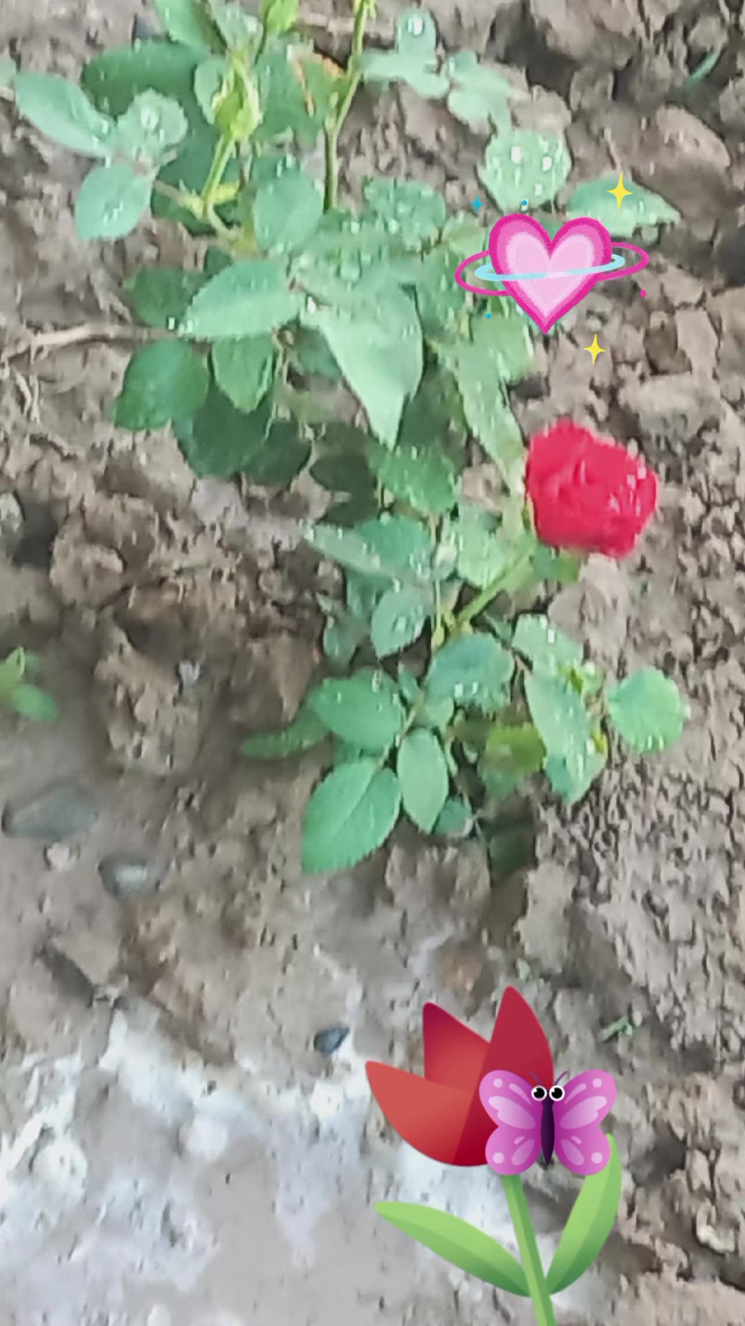 @DILDORA🌹❤️