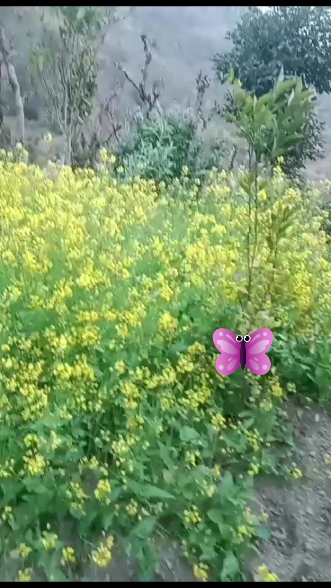 @gitaacharya134