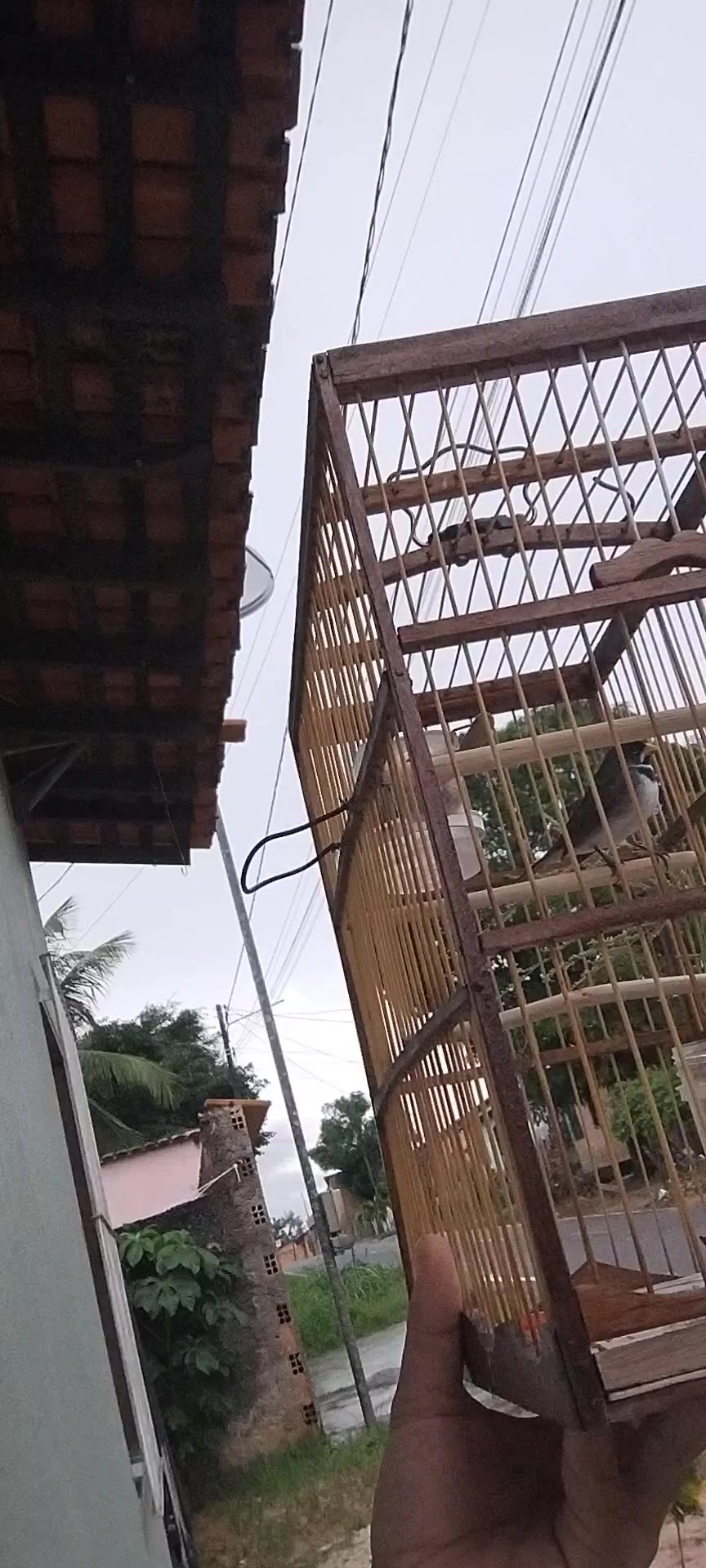 @Vivência de Passarinho