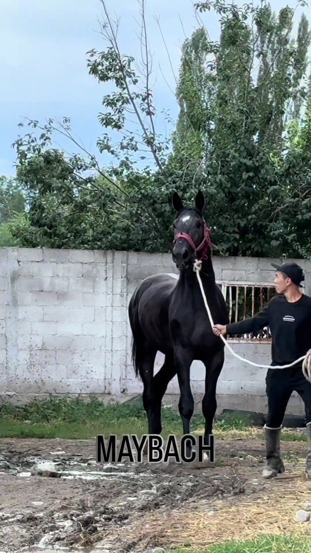 @abdykalykov_akylbek