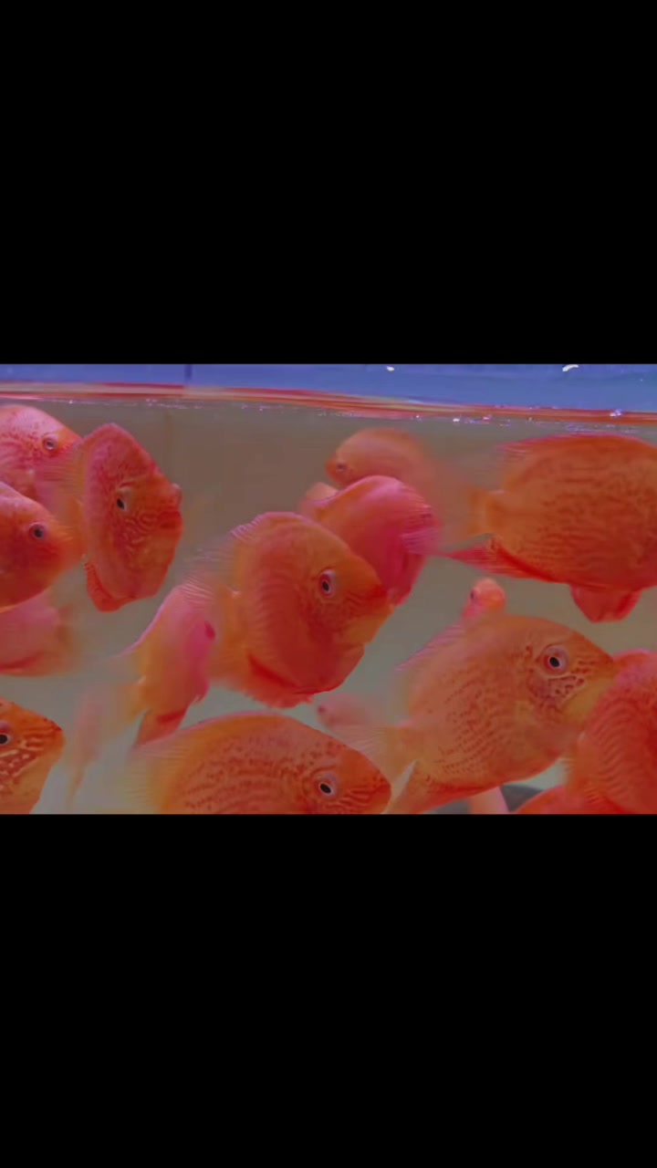@網上看魚