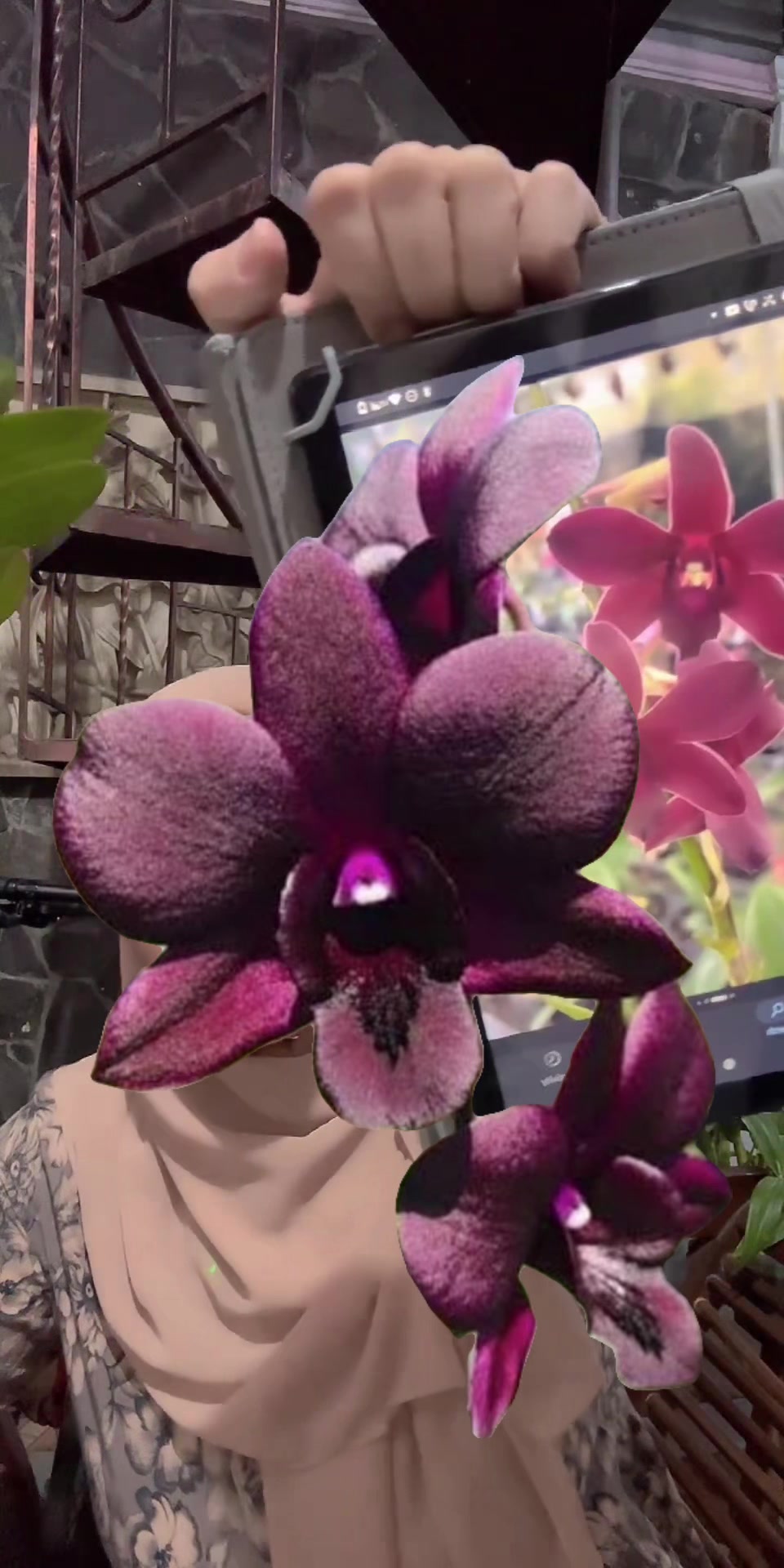 @Anggina Orchid