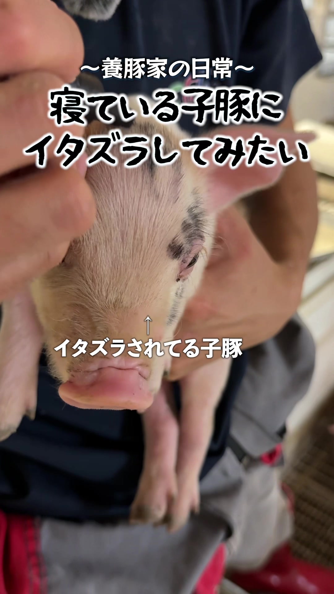 @豚肉オンラインショップ