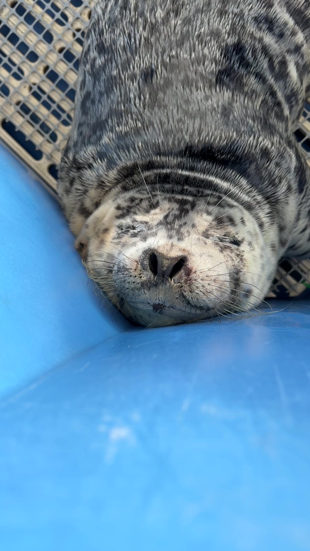 @Marine Mammal Rescue Society
