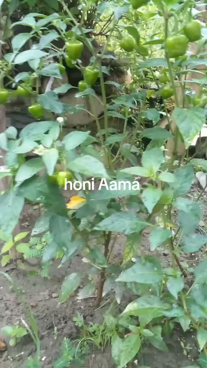 @sartia_godar