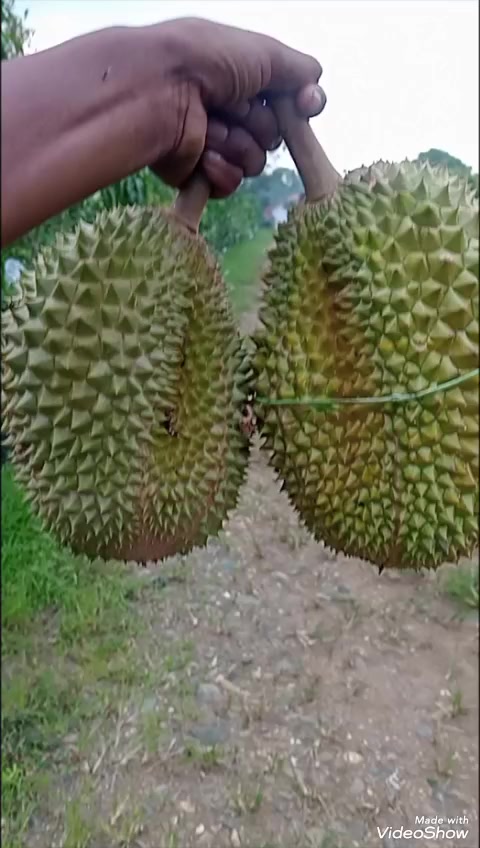 @ulek bulu