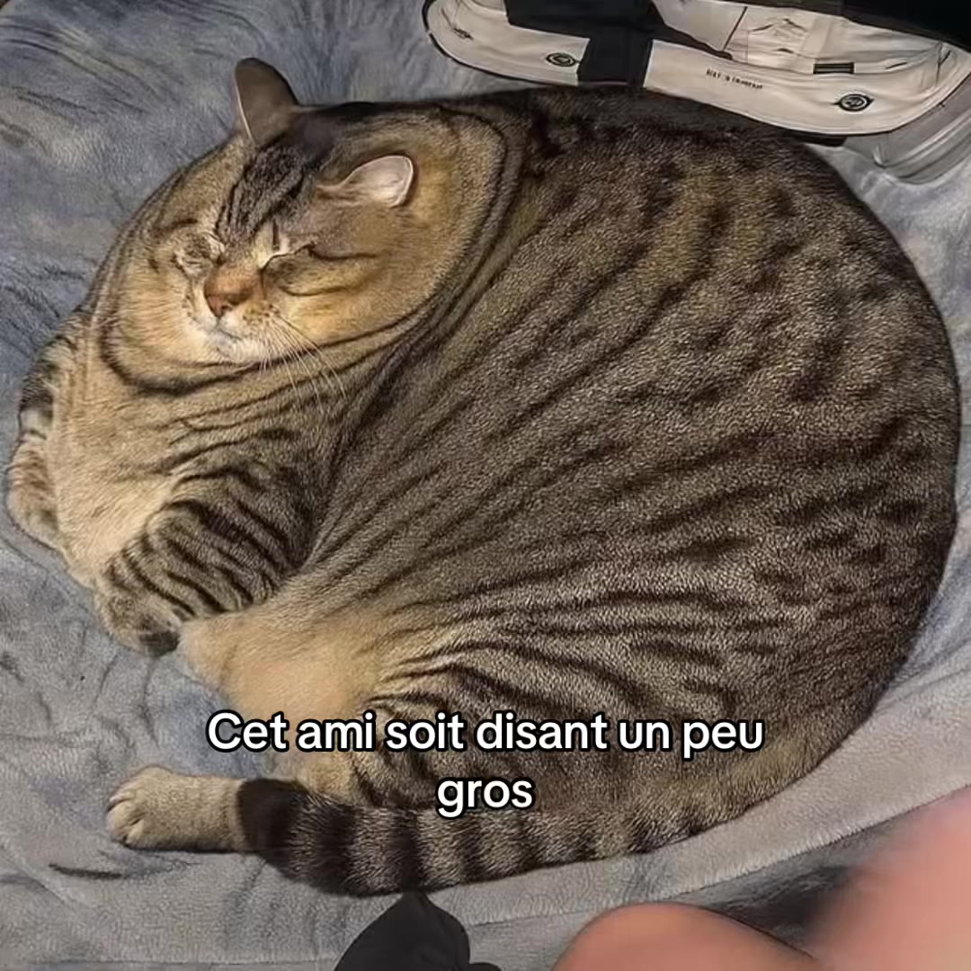 @d4l1_blgcm