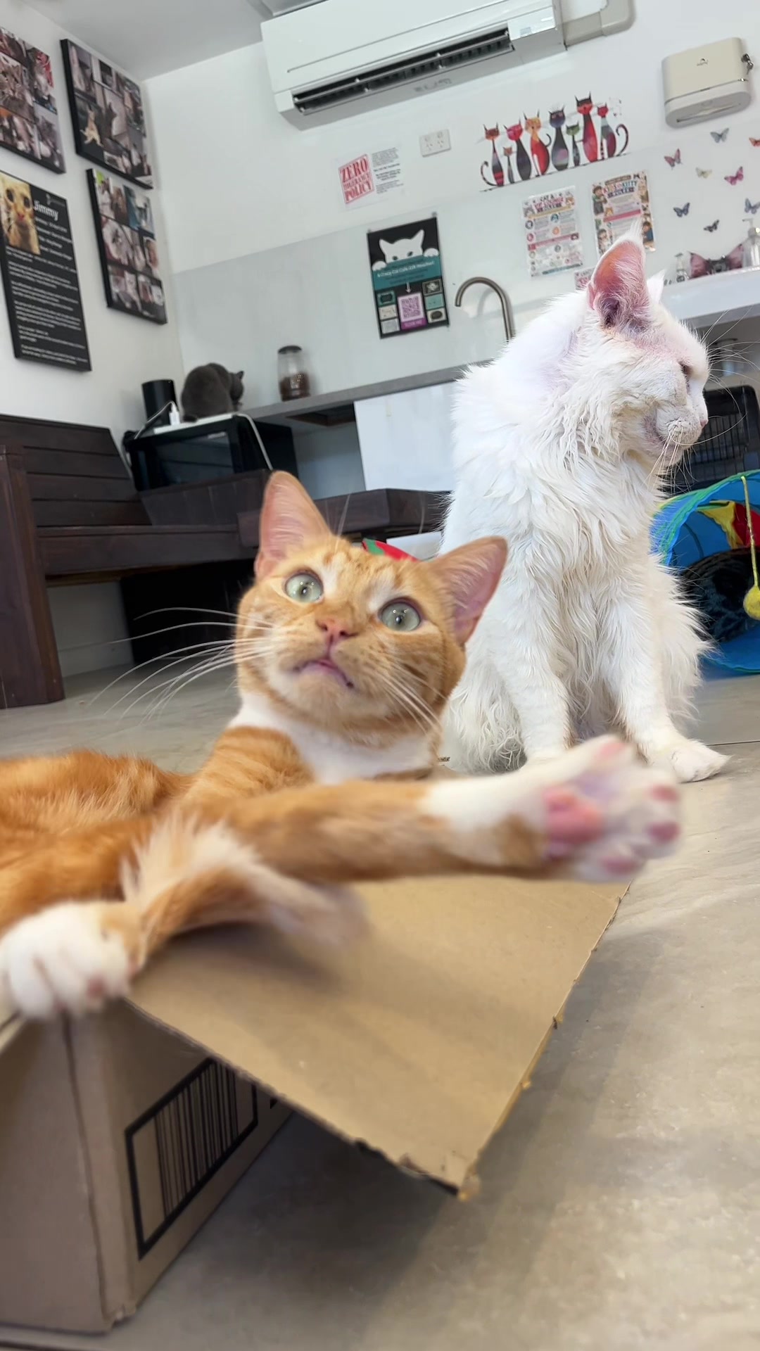 @crazycatcafe