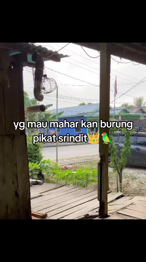 @Srindit kaltara 🦜