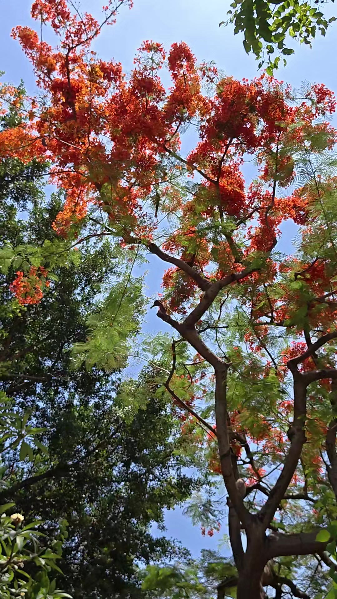 @伊尔玛