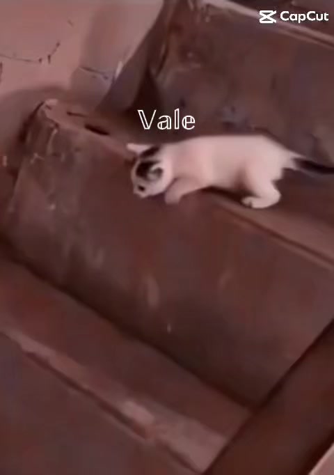 @soniccoalencedimensonal