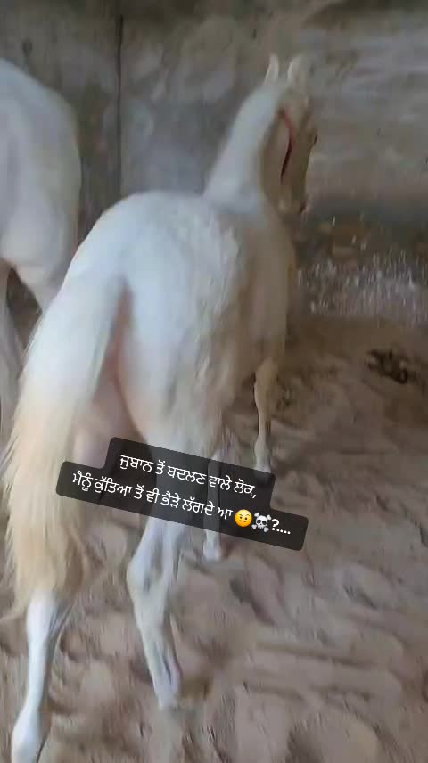 @pandori wala