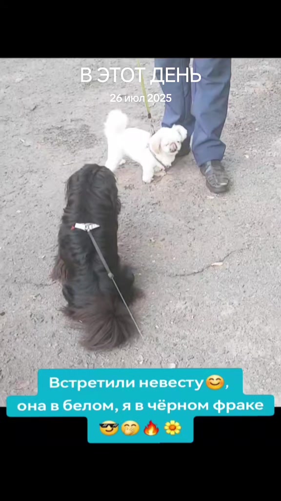 @Dama💃 s sobachkoy🐾💞🇧🇾