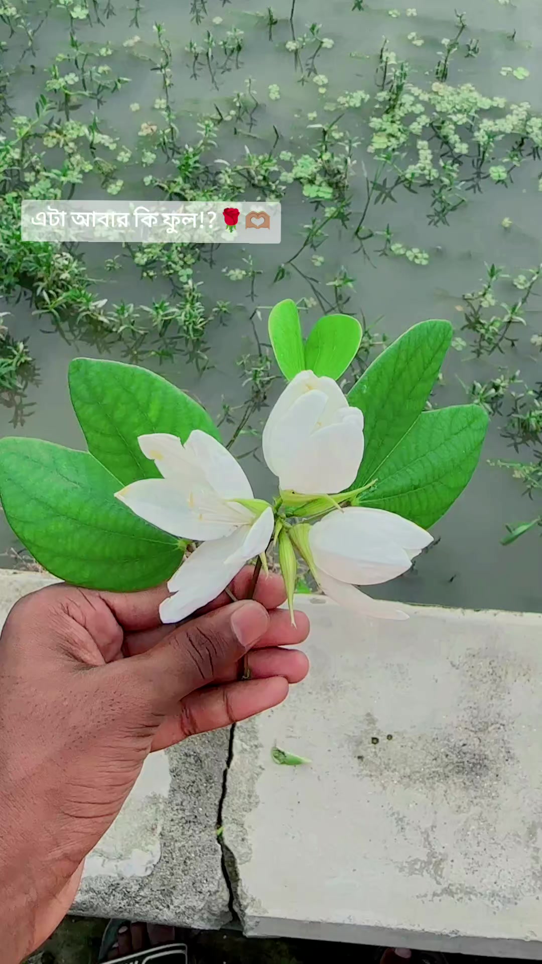@🦋 ✿ SHAMIM XT ✿ 🦋