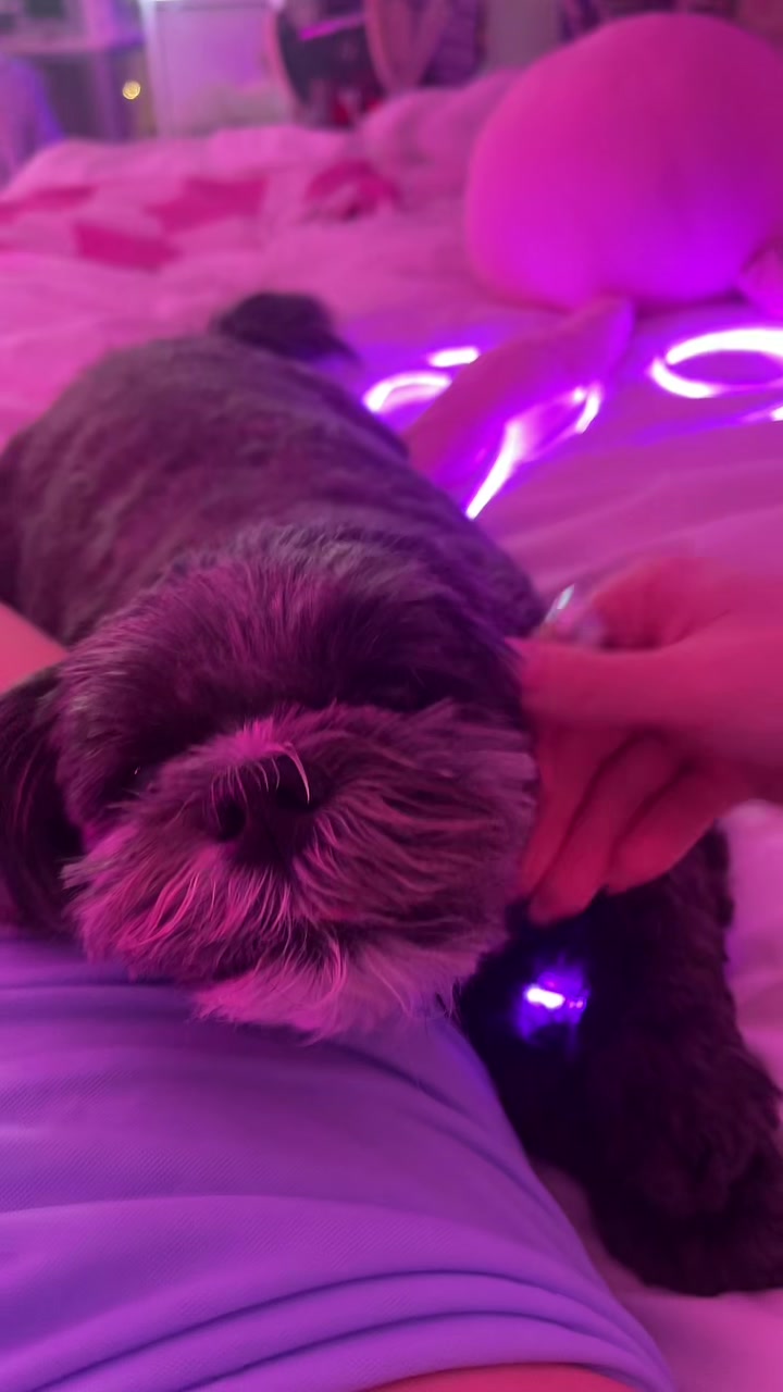 @dollblush on twitch