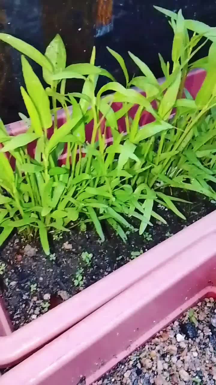 @Syufiz