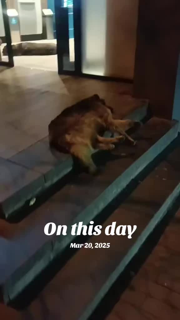 @Drooly Doggy