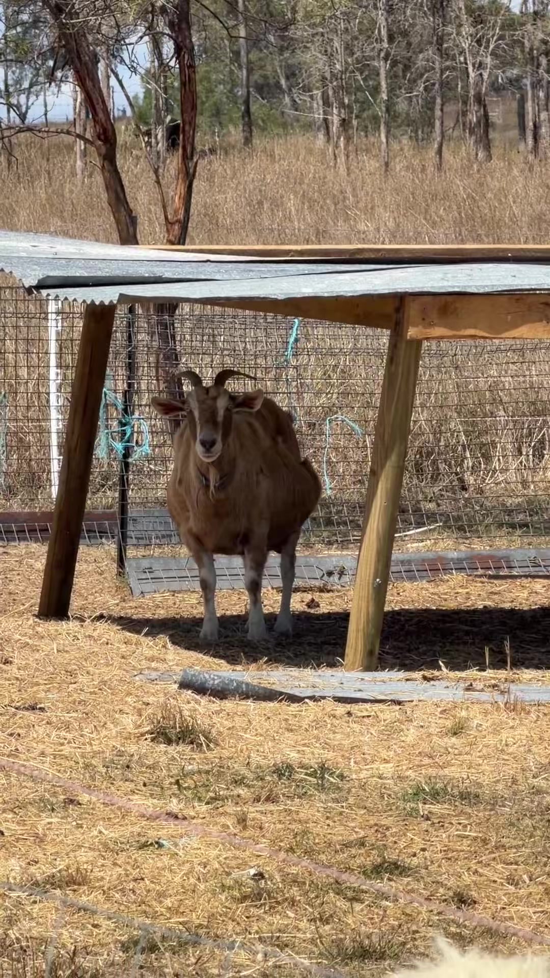 @Thegoatfather
