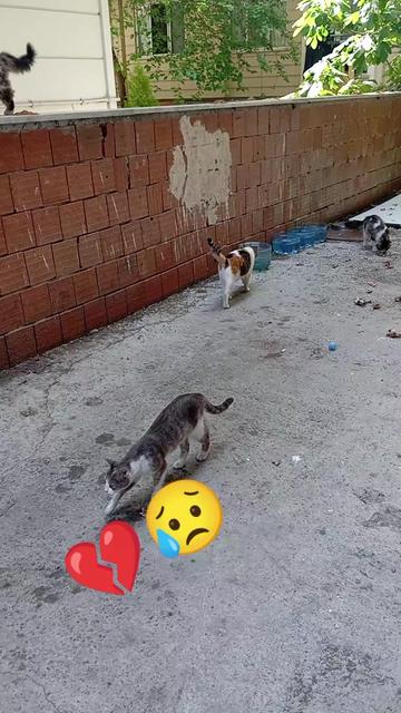 @Fatoşçırpan34